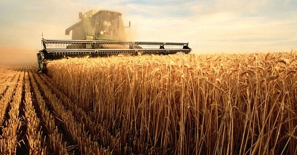 Челябинская область собрала рекордный урожай пшеницы