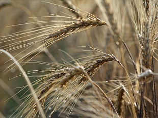 Пшеница яровая мягкая (Эритроспермум 59, РС2)